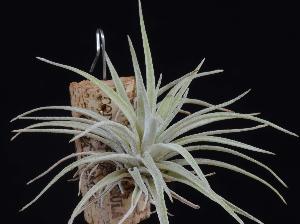 Tillandsia kammii.jpg