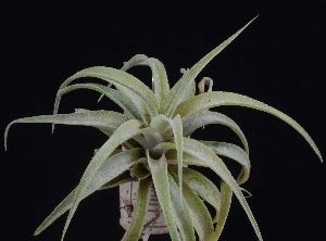 Tillandsia latifolia.jpg