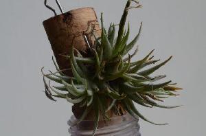 Tillandsia loliacea.jpg