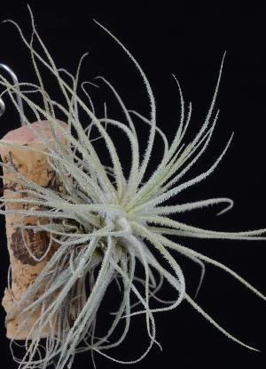 Tillandsia magnusiana.jpg