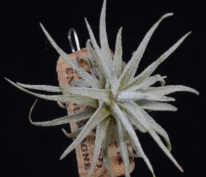 Tillandsia mauriana.jpg