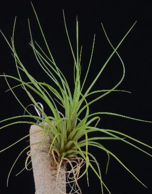 Tillandsia melanocrater.jpg