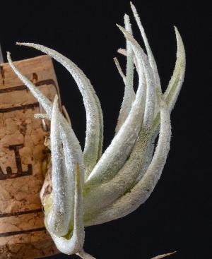 Tillandsia mitlaensis.jpg