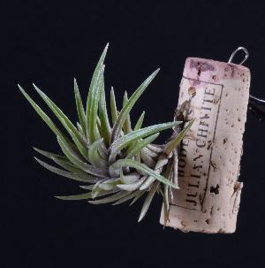 Tillandsia neglecta red.jpg