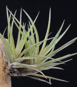 Tillandsia neglecta.jpg