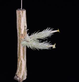 Tillandsia pedicellata.jpg