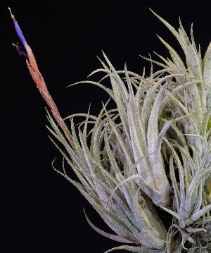 Tillandsia pueblensis.jpg