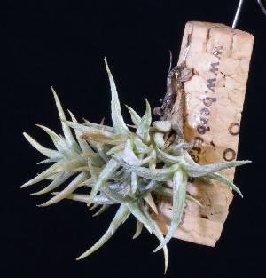 Tillandsia rectangula.jpg