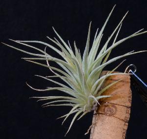 Tillandsia recurvifolia kopie.JPG