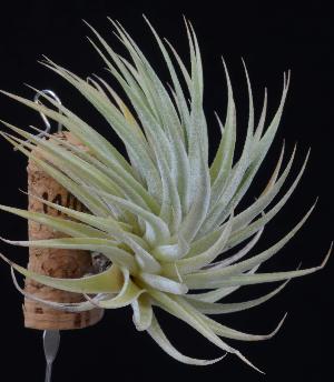 Tillandsia recurvifolia.jpg