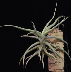 Tillandsia reichenbachii.jpg