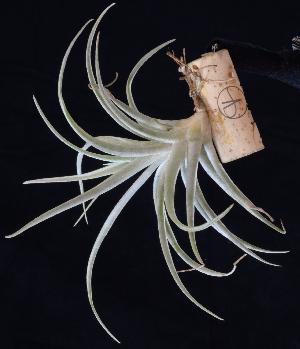 Tillandsia riohondoensis.jpg