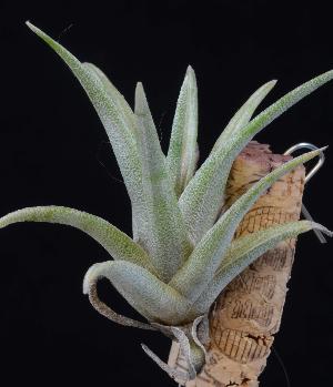 Tillandsia schatzlii.jpg