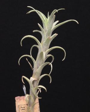 Tillandsia schusteri.jpg