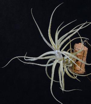 Tillandsia straminea kopie.JPG