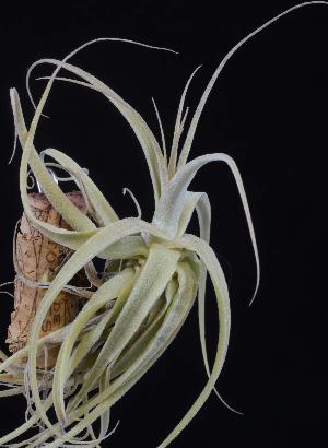 Tillandsia straminea.jpg