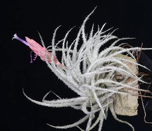 Tillandsia tectorum.jpg