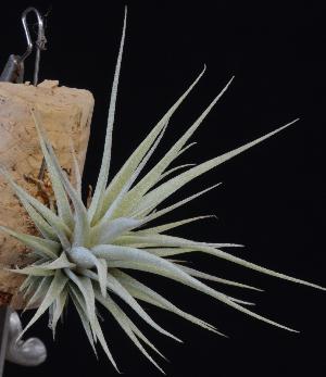 Tillandsia tomasellii.jpg