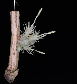 Tillandsia tricholepis.JPG