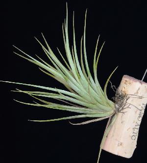 Tillandsia vernicosa.JPG