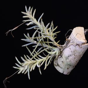 Tillandsia virescens.jpg