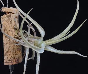 Tillandsia xiphioides.jpg